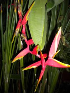 bali2011x1094.JPG
